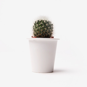CACTUS PRODUCT TITLE