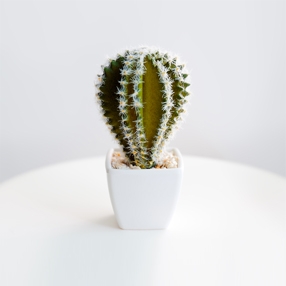 CACTUS PRODUCT TITLE
